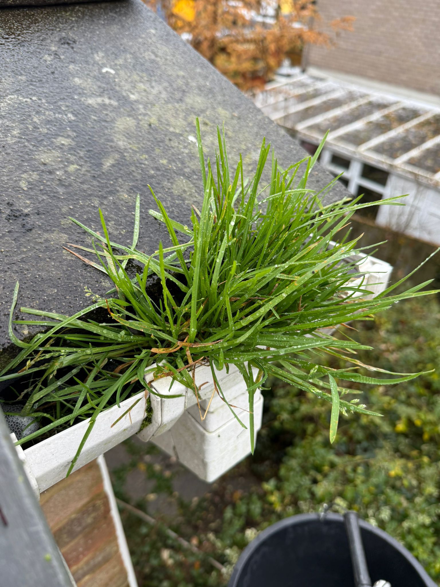 Blocked gutter downpipe in Acton